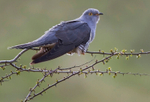 Male Cuckoo