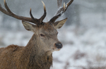 Stag portrait