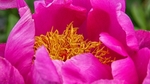 Summer 7 Flower 8573