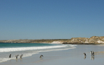 Gentoo and King Penguins