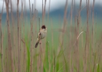 Paddyfield Warbler
