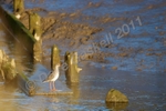 Red Shank DSC_6602