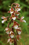 Marsh Helleborine