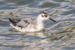 Grey Phalarope