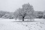 Winter Oak