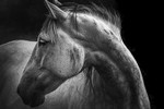 The Horse, Ireland.
