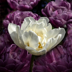 White amongst the purple