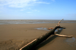 Drift Wood, Somerset _S096