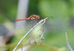 Common Darter