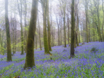 21st April Bluebell Wood