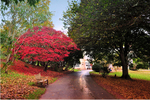 Acer in autumn 2 at Cockington Torquay
