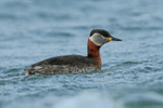 Red-necked Grebe, Farmoor Reservoir