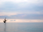 Lone Tree--Lake Erie Shore