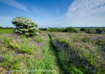 May Flowers in South-West Cornwall