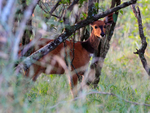 Bushbuck hiding in bushes in the Masai Mara