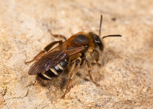 [i]Andrena dorsata[/i] female - Warwickshire, May 2012.