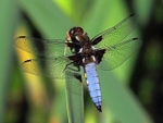 Broad-bodied Chaser