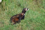 Polecat
