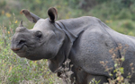 Rhino