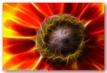 1563 Rudbeckia