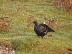 Black Grouse