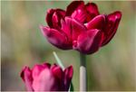Tulipa 'Uncle Tom' 2
