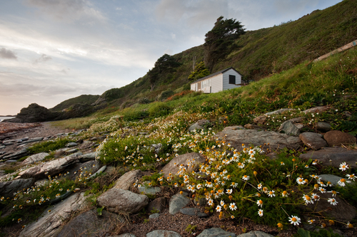 Late summer at White Beach with the hardy coastal flowers in full bloom.