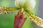 Paphiopedilum1