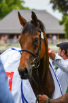 170623-Race 3-Quickthorn-0510