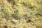 SBM_19742