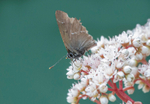 White Letter Hairstreak (Male)