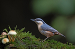 Nuthatch - Sitta europaea