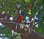 Malabar Trogon