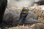 Shag chick