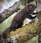 Pine Martin, Ardnamurchan, Scotland