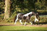 S51 - Piebald & Skewbald Horse In Hand portfolio