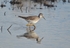 Lesser Yellowlegs