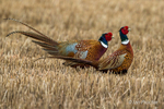 Two Pleasant Pheasants!