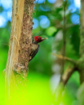Pale-billed Woodpecker portfolio