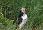 Puffin