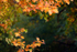 Autumn leaf swirl