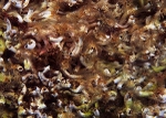 Pomatoceros triqueter