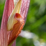 Eastern serapias (Serapias orientalis)
