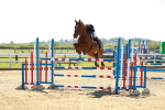 SBM_001664
