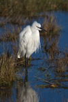 Little Egret in front of the Arne Bay hide