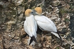Gannets