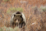 Patient Stare_6124  399 GTNP 2016