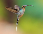Green Hermit (female) hovering, La Paz Gardens, Costa Rica