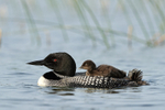Common Loon & chick on back, Minnesota