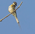 White Throated Bee Eater, Juvenile